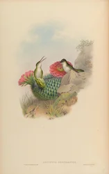 Leucippus chionogaster = Amazilia chionogaster